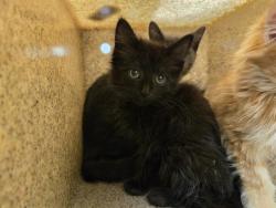 Shelter Stray Female Cat last seen Near BLOCK S 170TH ST, SEATAC WA 98188, 21615 64th Ave S, Kent, WA 98032, USA