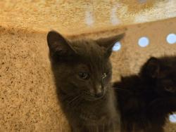 Shelter Stray Male Cat last seen Near BLOCK S 164TH ST, SEATAC WA 98188, 21615 64th Ave S, Kent, WA 98032, USA