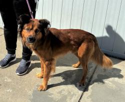 Shelter Stray Male Dog last seen Near BLOCK S 6TH ST, 3528 Newburg Rd, Louisville, KY 40218, USA