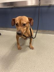 Shelter Stray Male Dog last seen Near BLOCK SE 8TH ST, 3599 NW 79th Ave, Doral, FL 33122, USA