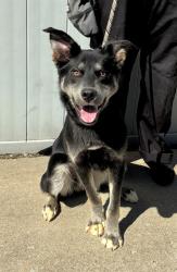 Shelter Stray Male Dog last seen Near BLOCK POPLAR LEVEL, 3528 Newburg Rd, Louisville, KY 40218, USA