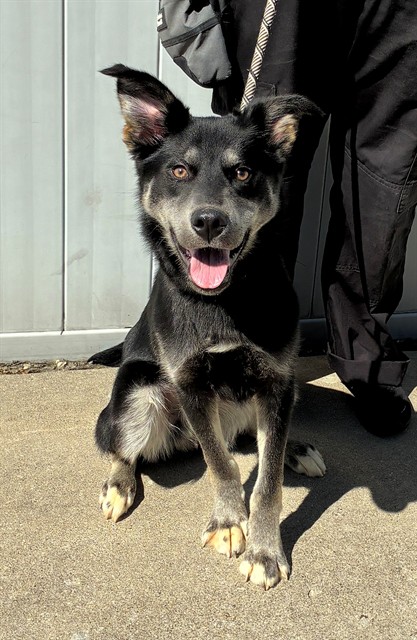 Shelter Stray Male Dog last seen Near BLOCK POPLAR LEVEL, 3528 Newburg Rd, Louisville, KY 40218, USA