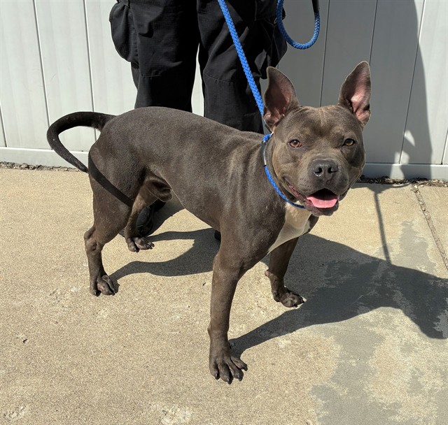Shelter Stray Male Dog last seen Near BLOCK VERMONT AVE, 3528 Newburg Rd, Louisville, KY 40218, USA