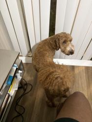 Reunited Male Dog last seen East Kearney St, Mesquite, TX 75149