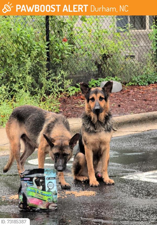 Found/Stray Unknown Dog last seen Bright Horizons Daycare, Durham, NC 27704
