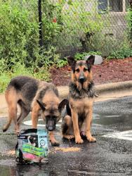 Found/Stray Unknown Dog last seen Bright Horizons Daycare, Durham, NC 27704