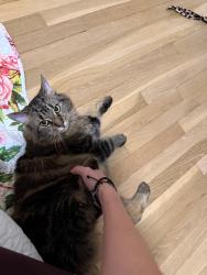 Lost Female Cat last seen Union street, Braintree, MA 02184