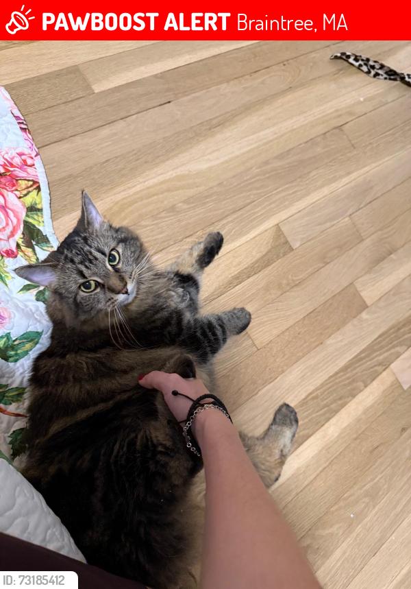 Lost Female Cat last seen Union street, Braintree, MA 02184