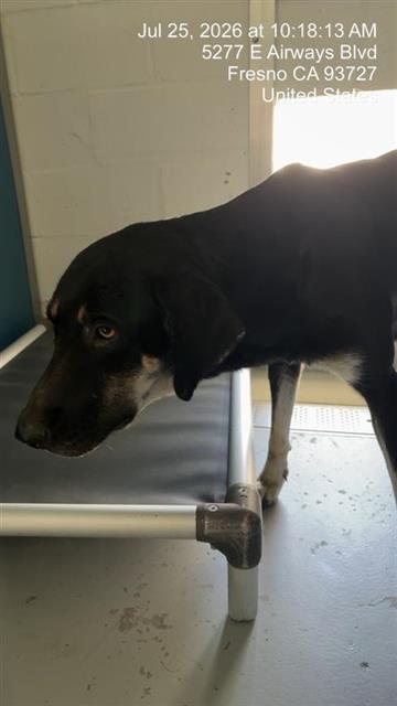 Shelter Stray Female Dog last seen Near BLOCK N SAFFORD AVE FRESNO CA 93728, 5277 E Airways Blvd, Fresno, CA 93727, USA
