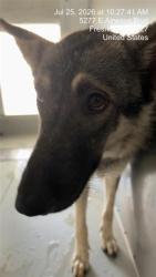 Shelter Stray Female Dog last seen Near BLOCK N SAFFORD AVE FRESNO CA 93728, 5277 E Airways Blvd, Fresno, CA 93727, USA
