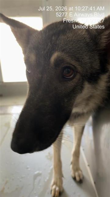 Shelter Stray Female Dog last seen Near BLOCK N SAFFORD AVE FRESNO CA 93728, 5277 E Airways Blvd, Fresno, CA 93727, USA