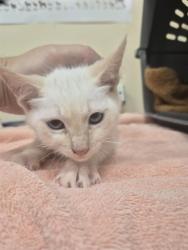 Shelter Stray Male Cat last seen ALAMEDA CO FLOOD CONTROL/QUEEN ANNE CT, 1950 Stevenson Blvd, Fremont, CA 94538, USA