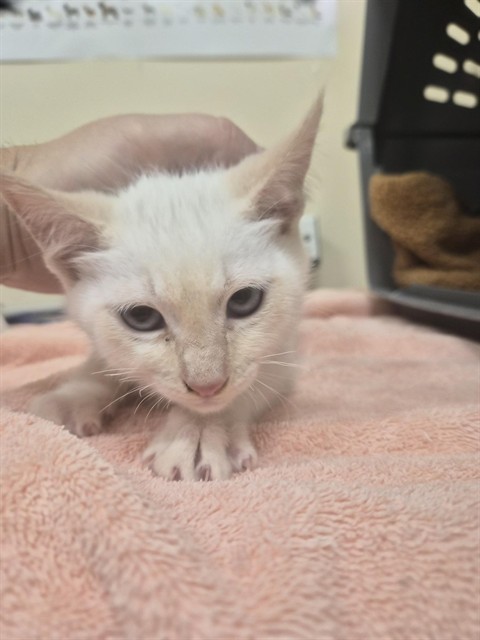 Shelter Stray Male Cat last seen ALAMEDA CO FLOOD CONTROL/QUEEN ANNE CT, 1950 Stevenson Blvd, Fremont, CA 94538, USA