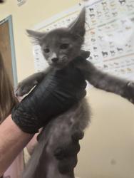 Shelter Stray Male Cat last seen ALAMEDA CREEK TRAIL/QUEEN ANNE CT, 1950 Stevenson Blvd, Fremont, CA 94538, USA