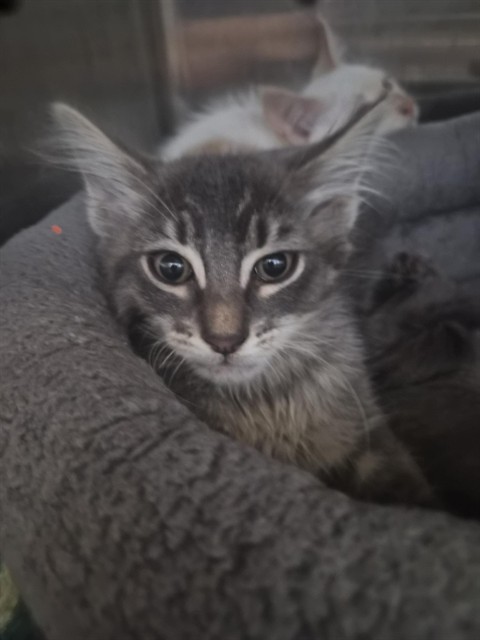 Shelter Stray Male Cat last seen ALMAMEDA CREEK TRAIL/QUEEN ANNE CT, 1950 Stevenson Blvd, Fremont, CA 94538, USA
