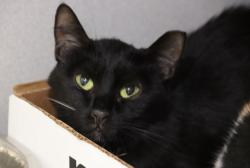 Shelter Stray Female Cat last seen , 4000 N Silverbell Rd, Tucson, AZ 85745, USA