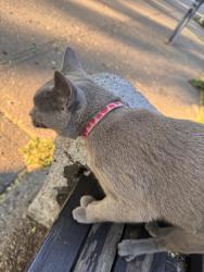 Reunited Female Cat last seen Plaza Street East between Flatbush and Vanderbilt Avenues, Brooklyn, NY 11238