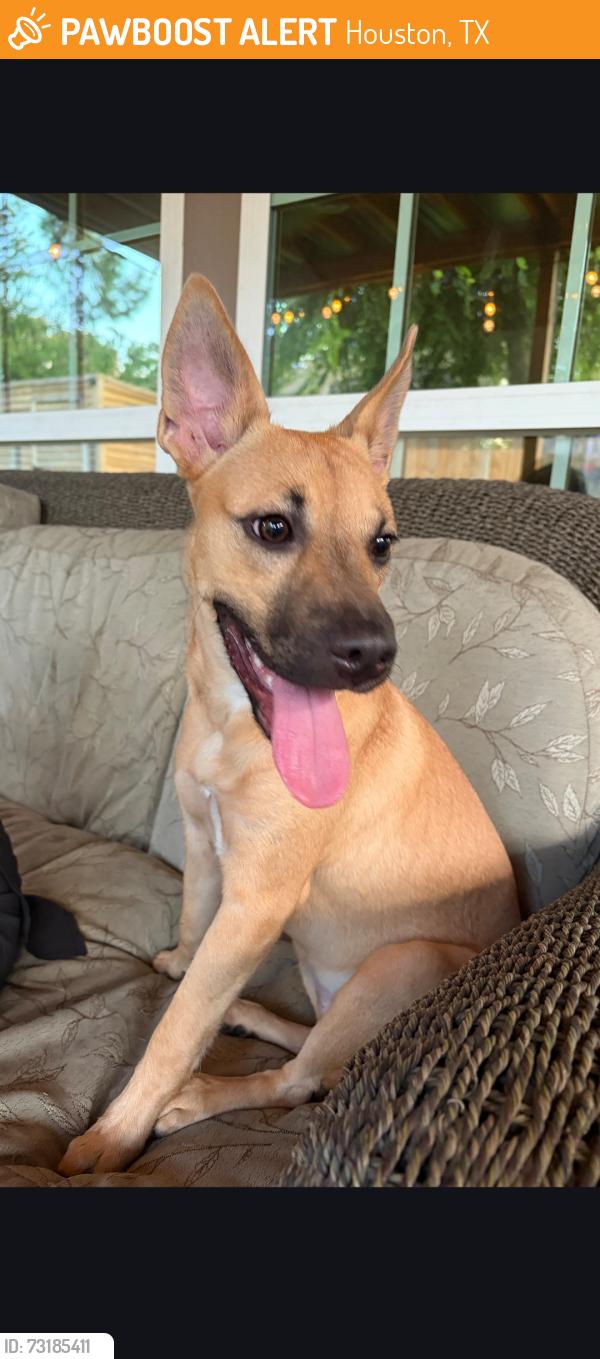 Found/Stray Female Dog last seen Barker cypress, Houston, TX 77433