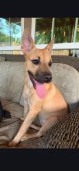 Found/Stray Female Dog last seen Barker cypress, Houston, TX 77433