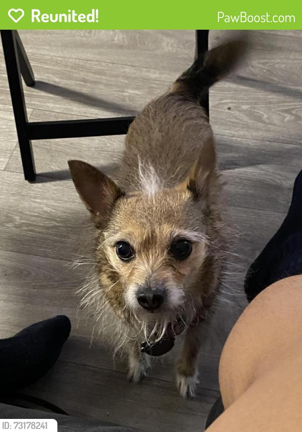 Reunited Female Dog last seen Nellis and Lake Mead, Las Vegas, NV 89156