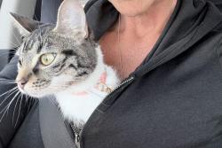 Reunited Female Cat last seen W parkton tobermory street, Parkton, NC 28371