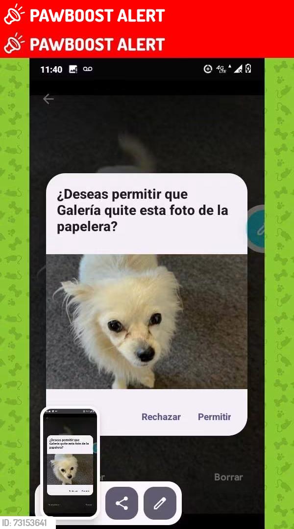 Lost Female Dog last seen Eran ave south sanfrancidvo, South San Francisco, CA 94080