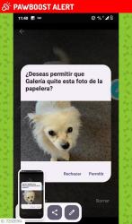 Lost Female Dog last seen Eran ave south sanfrancidvo, South San Francisco, CA 94080