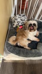 Reunited Male Dog last seen Surry woods ct, Fredericksburg, VA 22407