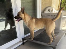 Reunited Male Dog last seen Daniels St, Manteca, CA 95337