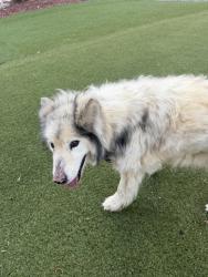 Found/Stray Unknown Dog last seen Lewiston, Aurora, CO 80017