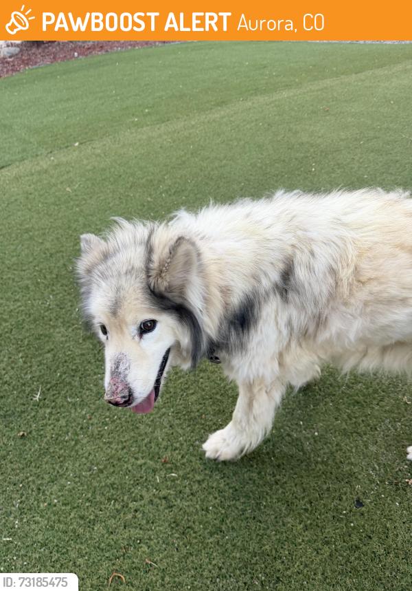 Found/Stray Unknown Dog last seen Lewiston, Aurora, CO 80017