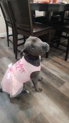 Reunited Female Dog last seen Chrostimbers, Houston, TX 77016