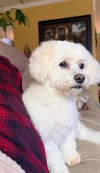 Reunited Male Dog last seen Surry woods ct, Spotsylvania County, VA 22407