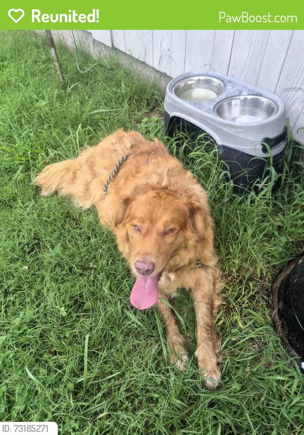 Reunited Female Dog last seen Allegheny loop rd, Blount County, TN 37801