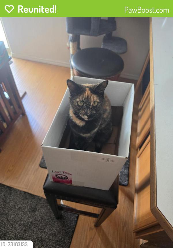 Reunited Female Cat last seen Holly way,desert dove dr,oleander,holly court, West Richland, WA 99353