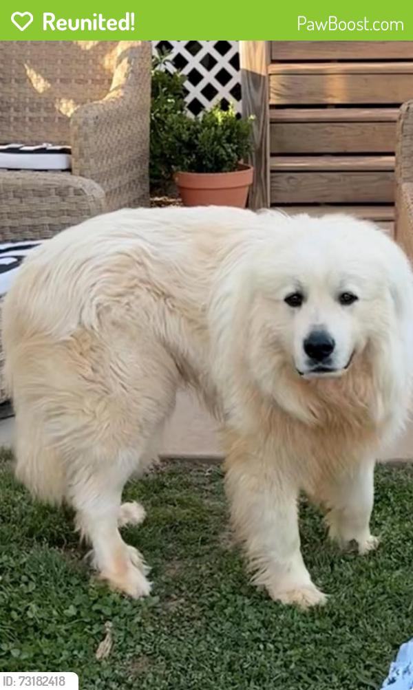 Reunited Male Dog last seen Near Griffin Rd & Hwy 29, Belton, SC 29627