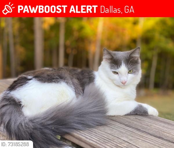 Lost Male Cat last seen Tuscany Trce, Dallas, GA 30157