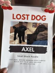 Lost Male Dog last seen Roundhill Rd & Tivoly ( Northwood Area ), Baltimore, MD 21218