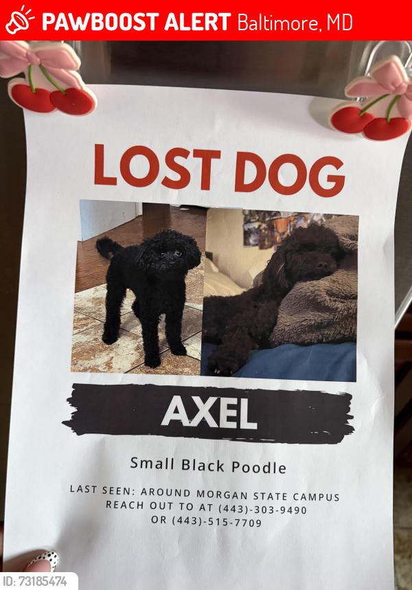 Lost Male Dog last seen Roundhill Rd & Tivoly ( Northwood Area ), Baltimore, MD 21218