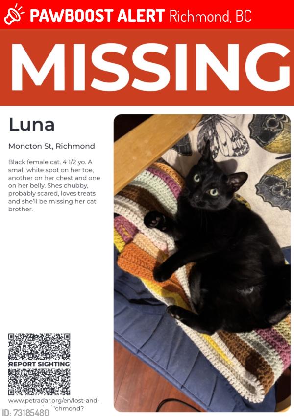 Lost Female Cat last seen Second ave and Moncton st. Steveston village, Richmond, BC 