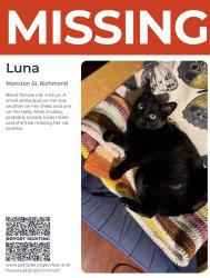 Lost Female Cat last seen Second ave and Moncton st. Steveston village, Richmond, BC 