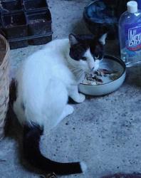 Found/Stray Unknown Cat last seen Oxford and 24th, Houston, TX 77008