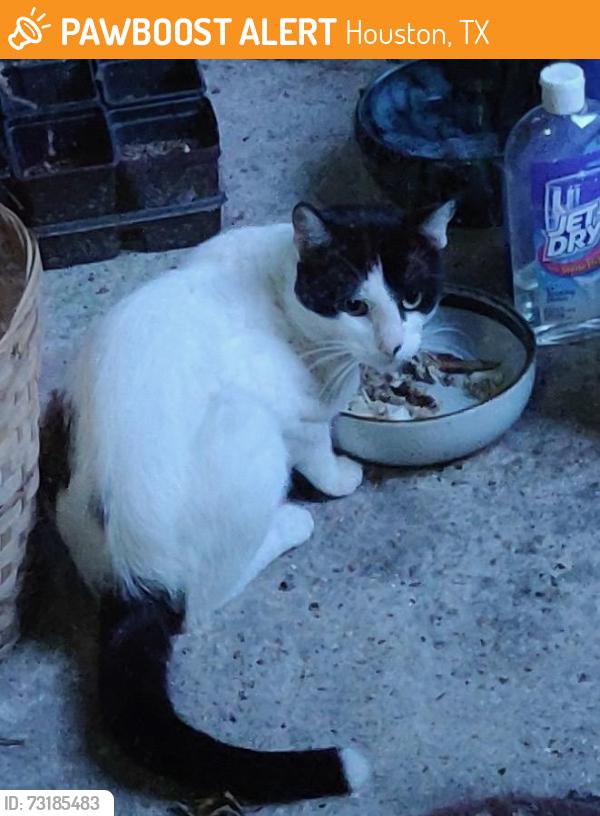 Found/Stray Unknown Cat last seen Oxford and 24th, Houston, TX 77008