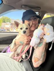 Reunited Male Dog last seen NE couch st, Portland, OR 97230
