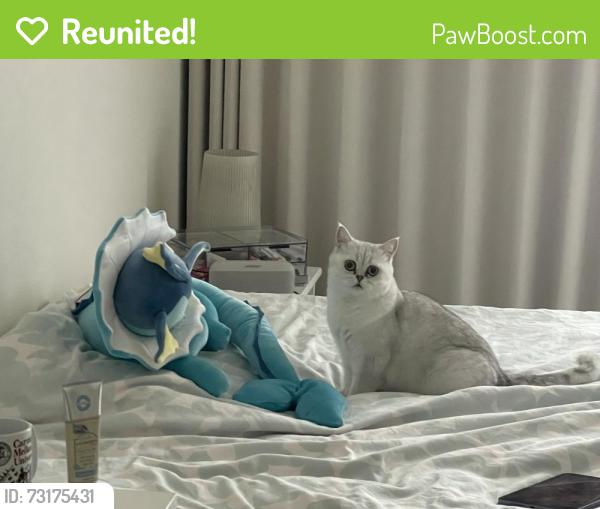 Reunited Female Cat last seen Near Tomcot Ct, San Jose, CA 95133