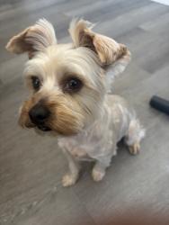 Lost Male Dog last seen Near Putnam st Antioch ca 94509, Antioch, CA 94509