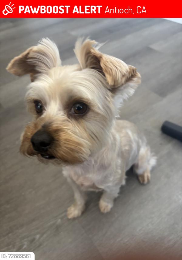Lost Male Dog last seen Near Putnam st Antioch ca 94509, Antioch, CA 94509