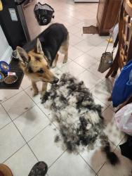 Lost Male Dog last seen 34th and western, Chicago, IL 60608