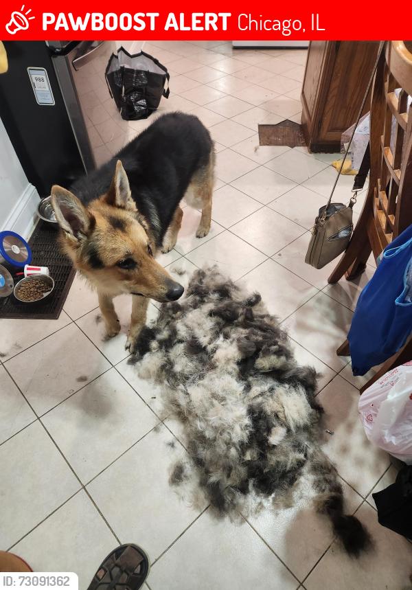 Lost Male Dog last seen 34th and western, Chicago, IL 60608