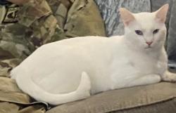 Lost Male Cat last seen Hampton Hills apmts, Tulsa, OK 74101